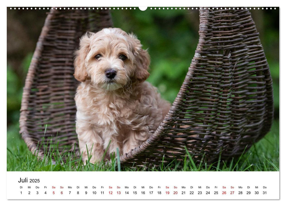 Maltipoo Welpen (CALVENDO Premium Wandkalender 2025)