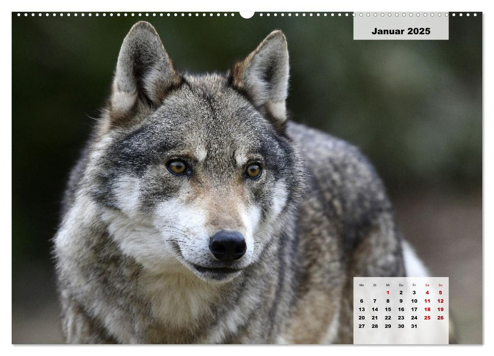 Die Tiere unseres Waldes (CALVENDO Premium Wandkalender 2025)