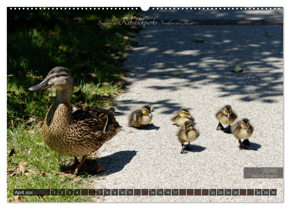 Bewohner des Rebstockparks Frankfurt am Main (CALVENDO Wandkalender 2025)