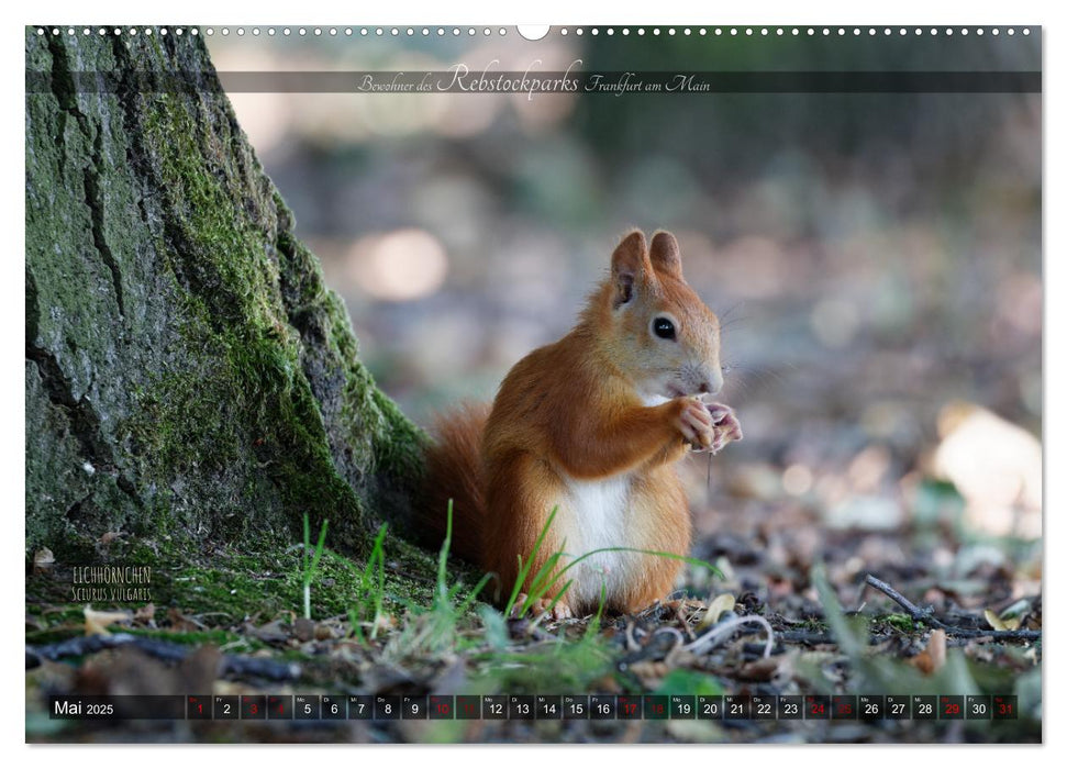 Bewohner des Rebstockparks Frankfurt am Main (CALVENDO Wandkalender 2025)