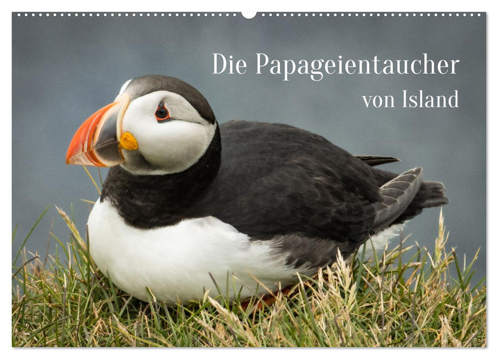 Die Papageientaucher von Island (CALVENDO Wandkalender 2025)