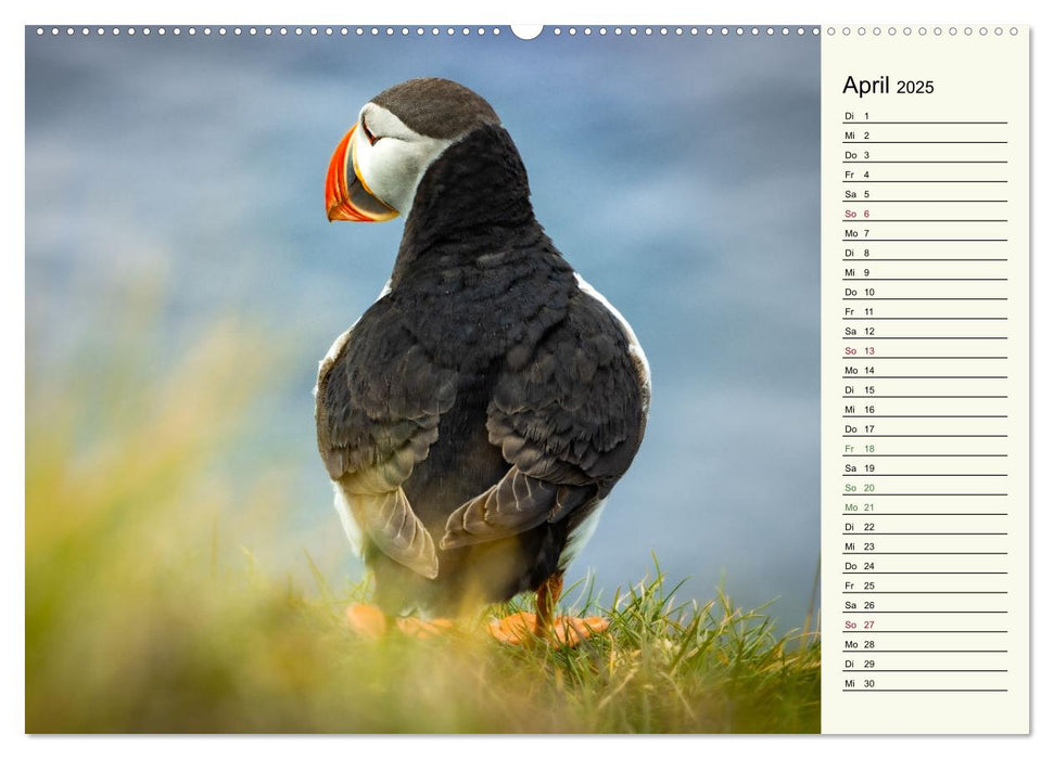 Die Papageientaucher von Island (CALVENDO Wandkalender 2025)