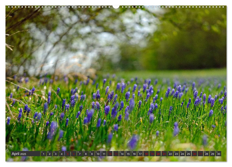 Naturschätze der Südwestalb (CALVENDO Premium Wandkalender 2025)