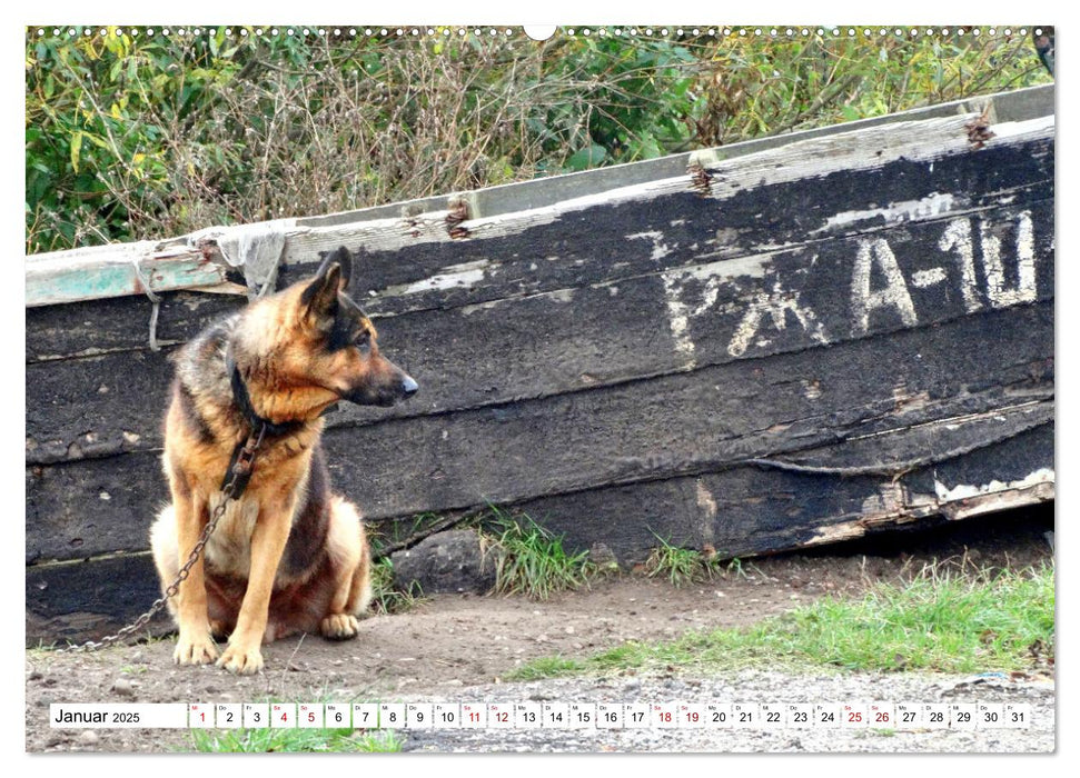 Ein Herz für Hunde - Wachhunde in Russland (CALVENDO Premium Wandkalender 2025)