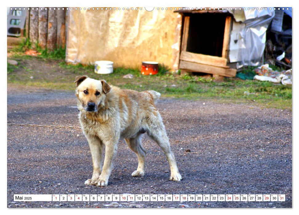 Ein Herz für Hunde - Wachhunde in Russland (CALVENDO Premium Wandkalender 2025)