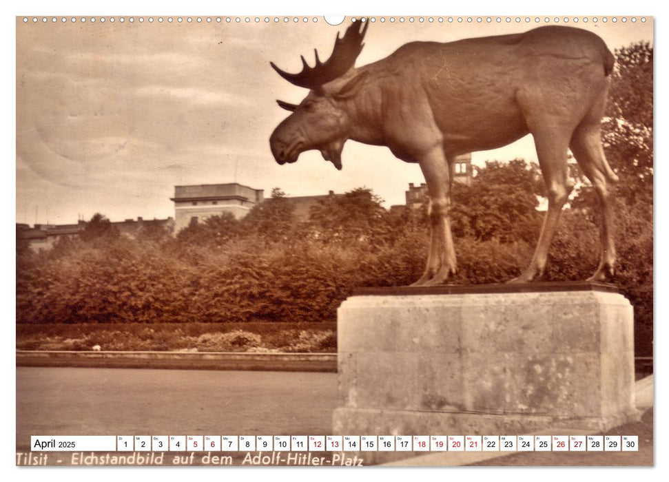 Ostpreußens Elche (CALVENDO Wandkalender 2025)