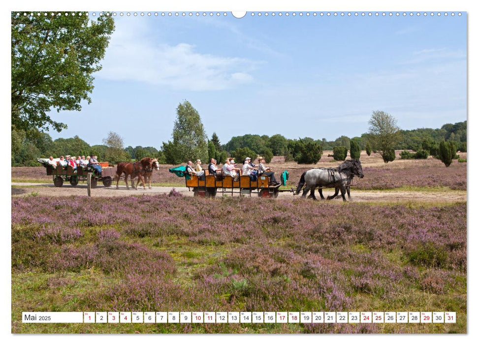 Die Lüneburger Heide - Ausflugsziel im Norden (CALVENDO Premium Wandkalender 2025)