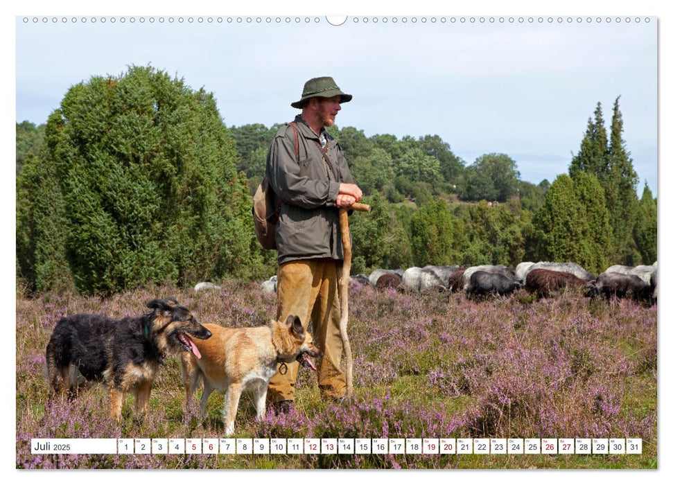 Die Lüneburger Heide - Ausflugsziel im Norden (CALVENDO Premium Wandkalender 2025)