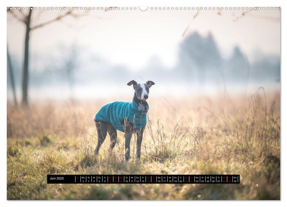 Das erste Whippet-Jahr (CALVENDO Premium Wandkalender 2025)