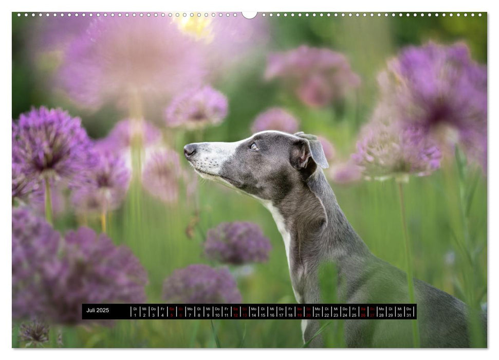 Das erste Whippet-Jahr (CALVENDO Premium Wandkalender 2025)