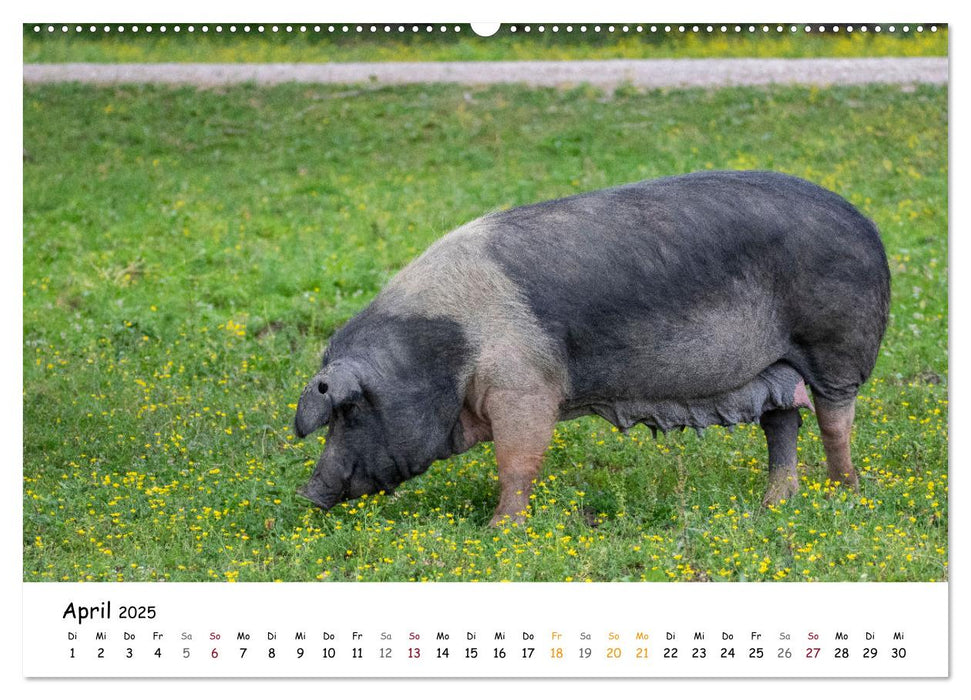 Lonjsko Polje, Kroatiens Naturparadies an der Save (CALVENDO Premium Wandkalender 2025)