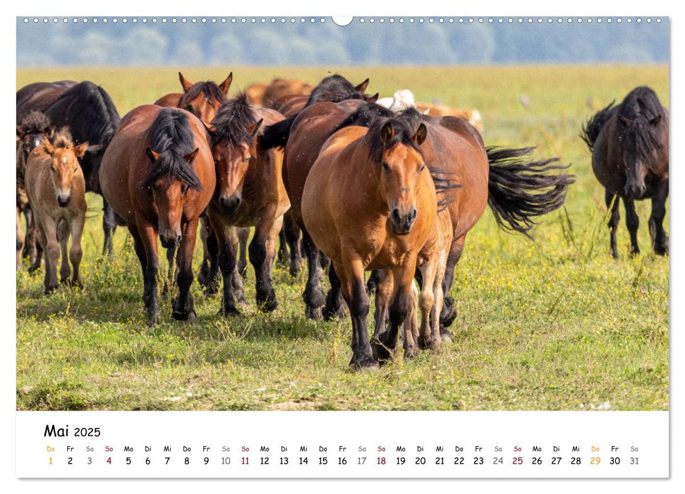 Lonjsko Polje, Kroatiens Naturparadies an der Save (CALVENDO Premium Wandkalender 2025)