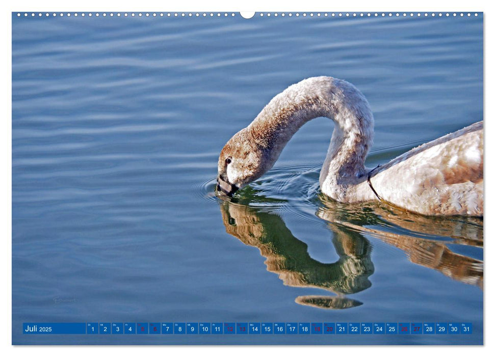 Steinhuder Meer, Vogel-Momente (CALVENDO Premium Wandkalender 2025)