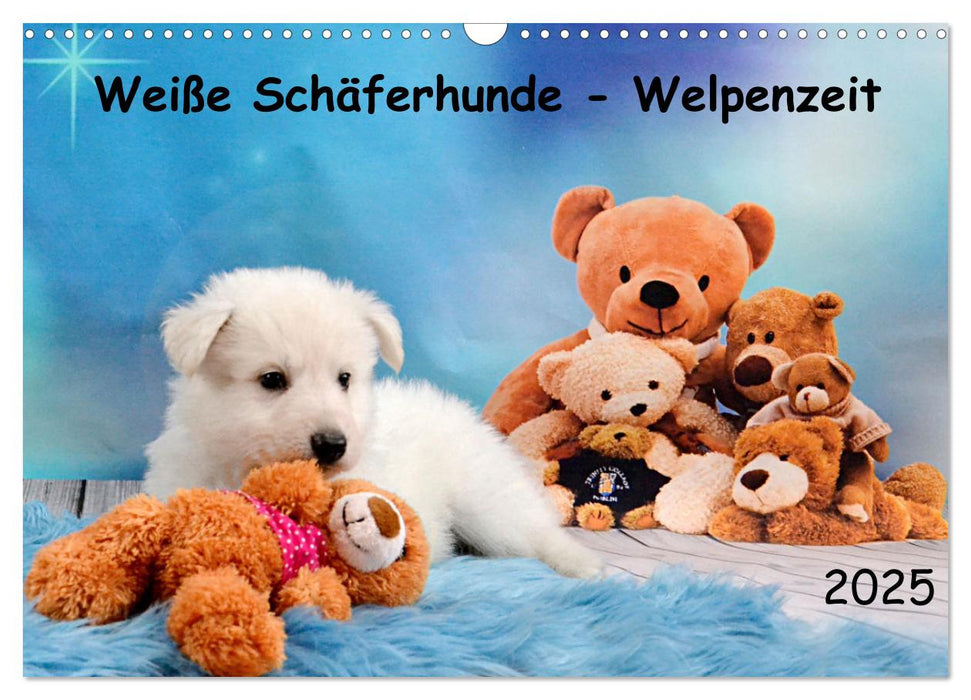 Weiße Schäferhunde - Welpenzeit (CALVENDO Wandkalender 2025)