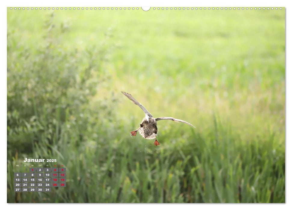 Sommer am Teich (CALVENDO Premium Wandkalender 2025)