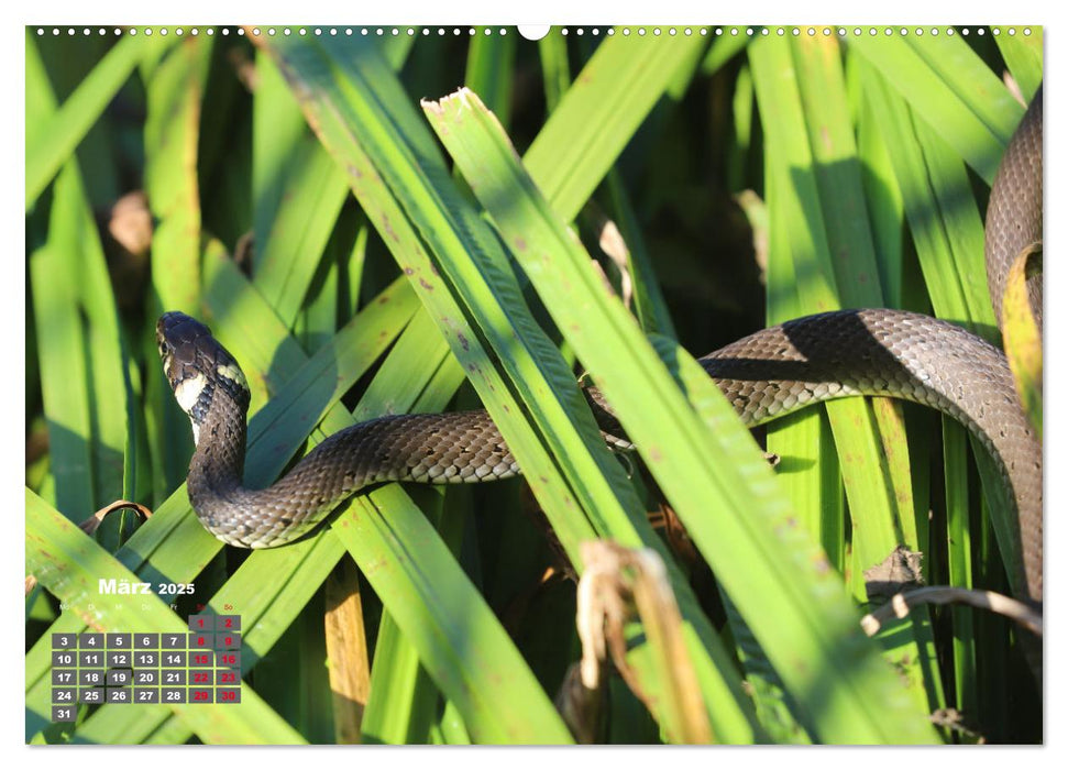 Sommer am Teich (CALVENDO Premium Wandkalender 2025)