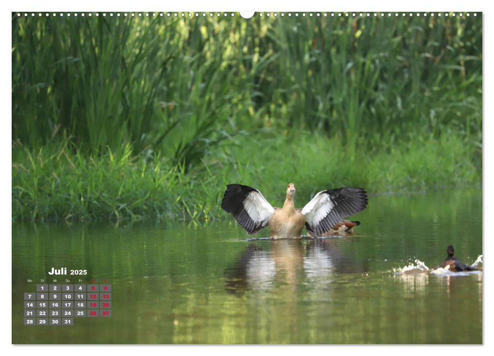 Sommer am Teich (CALVENDO Premium Wandkalender 2025)