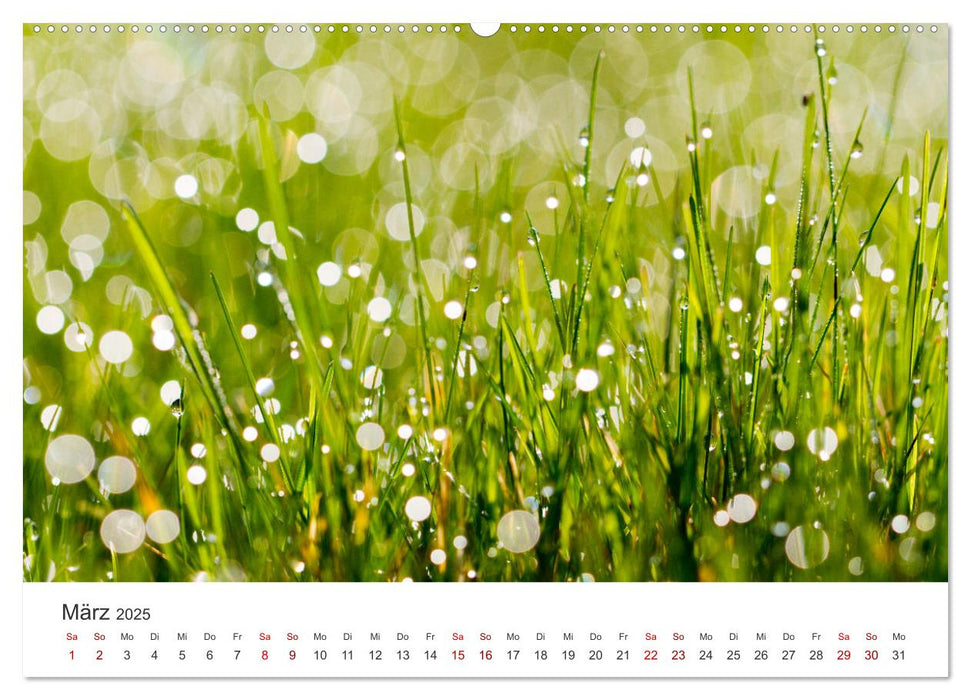 Atelier Natur - Formen, Farben und Strukturen (CALVENDO Premium Wandkalender 2025)