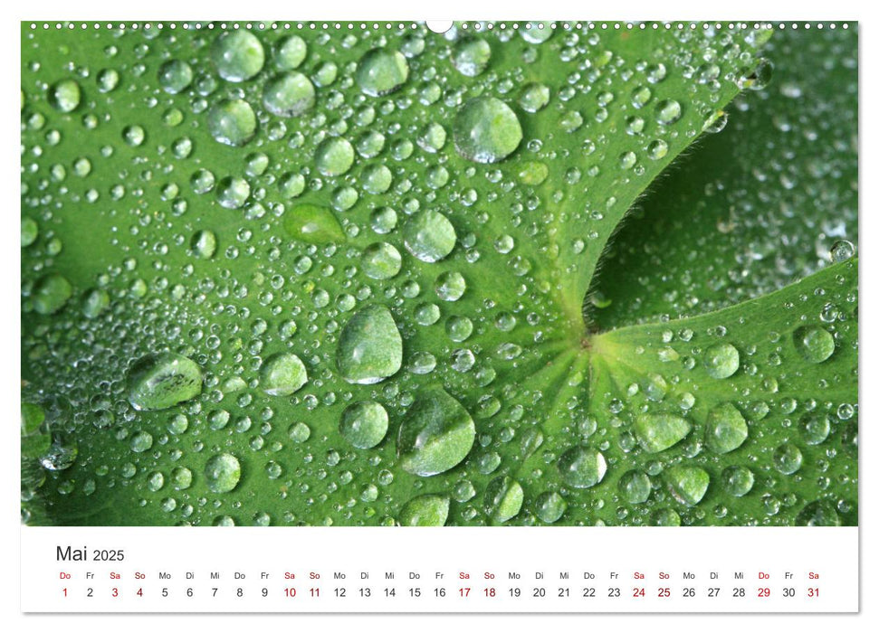 Atelier Natur - Formen, Farben und Strukturen (CALVENDO Premium Wandkalender 2025)