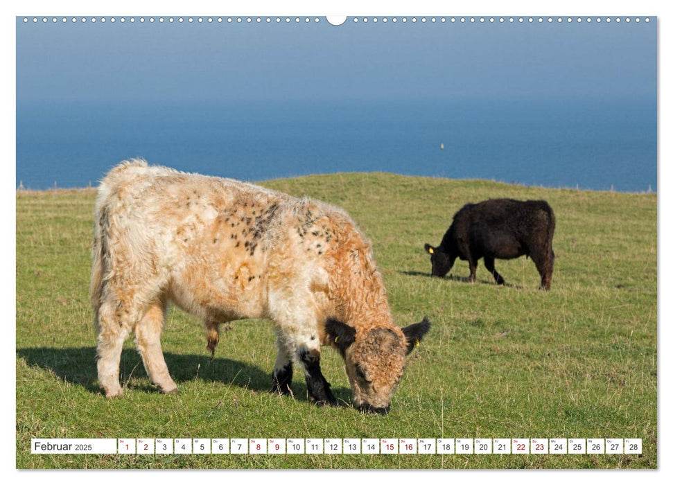 Helgoland - Hochseeinsel in der Nordsee (CALVENDO Wandkalender 2025)