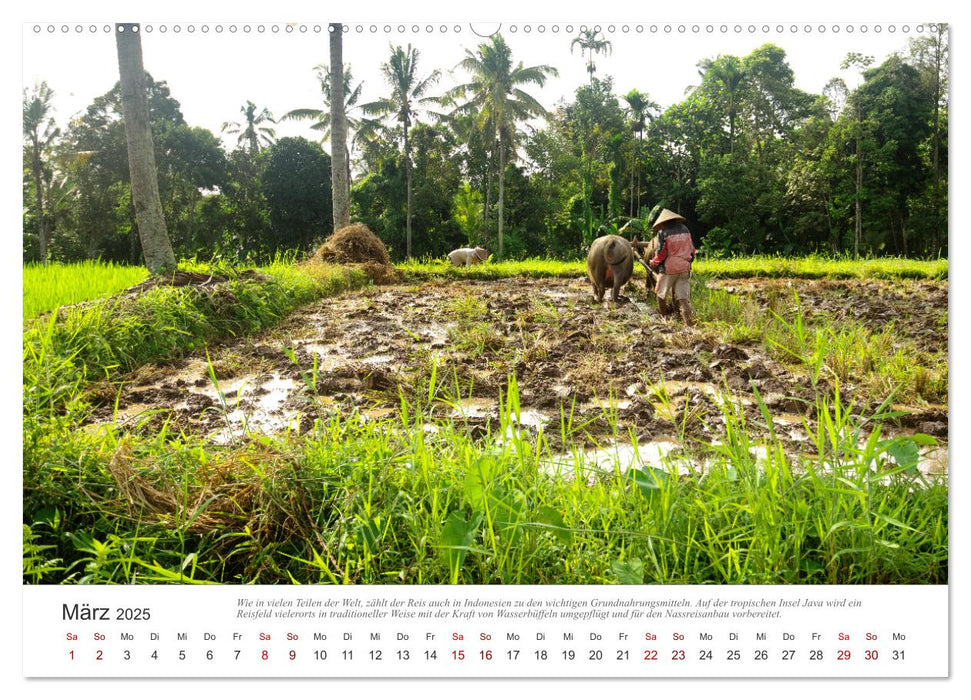 JAVA Natur pur (CALVENDO Premium Wandkalender 2025)