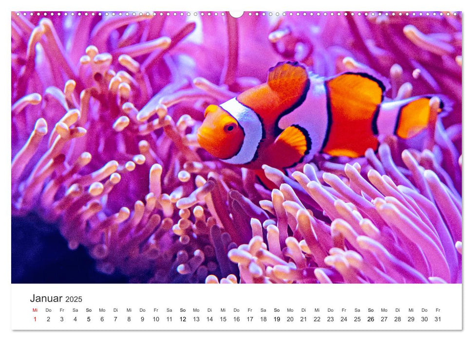 Farbenfrohe Tierwelt (CALVENDO Premium Wandkalender 2025)