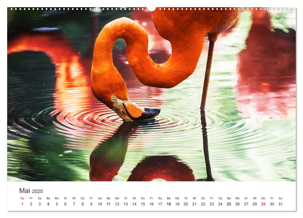 Farbenfrohe Tierwelt (CALVENDO Premium Wandkalender 2025)