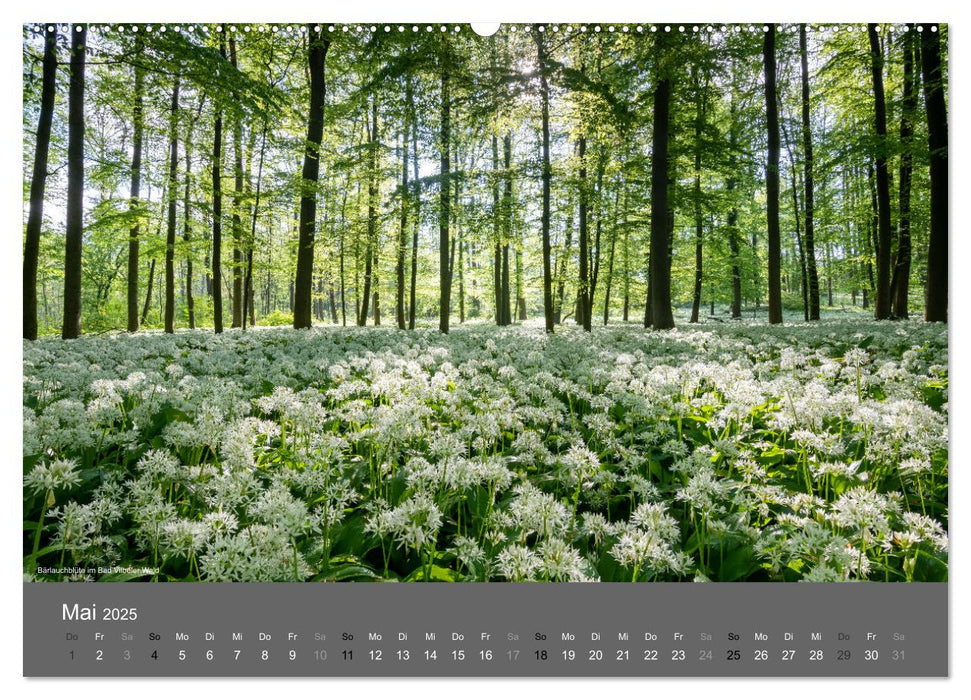 In und um BAD VILBEL (CALVENDO Premium Wandkalender 2025)