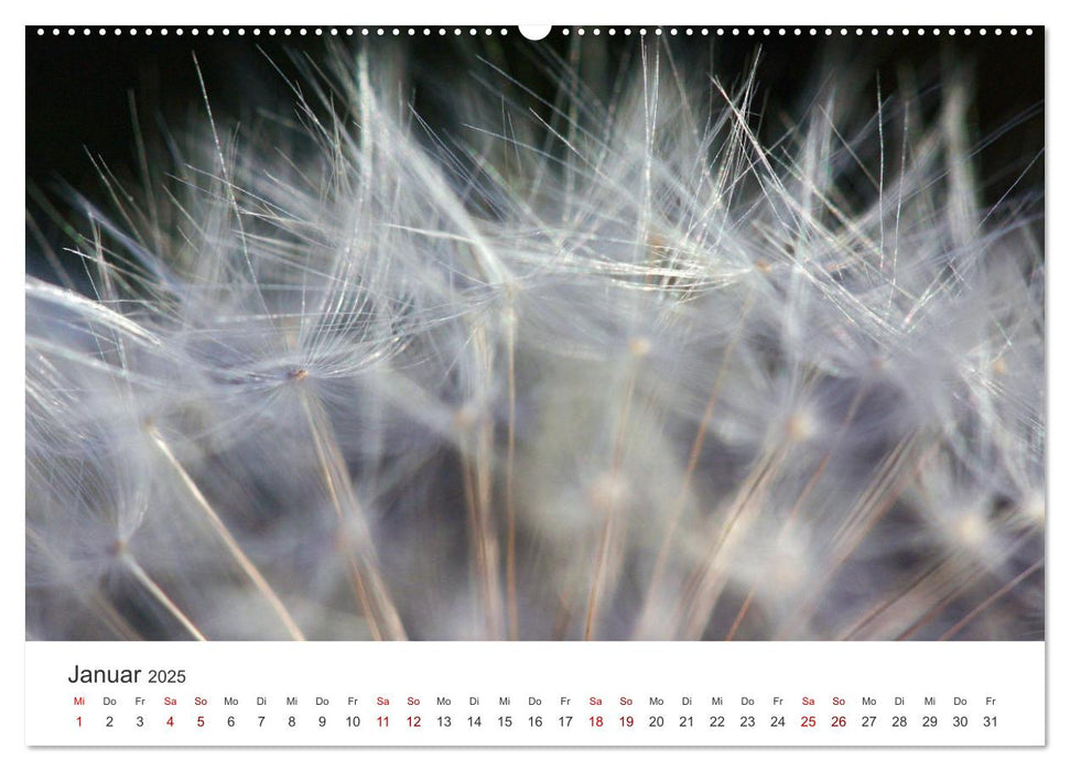 Pusteblumen Feuerwerk (CALVENDO Premium Wandkalender 2025)