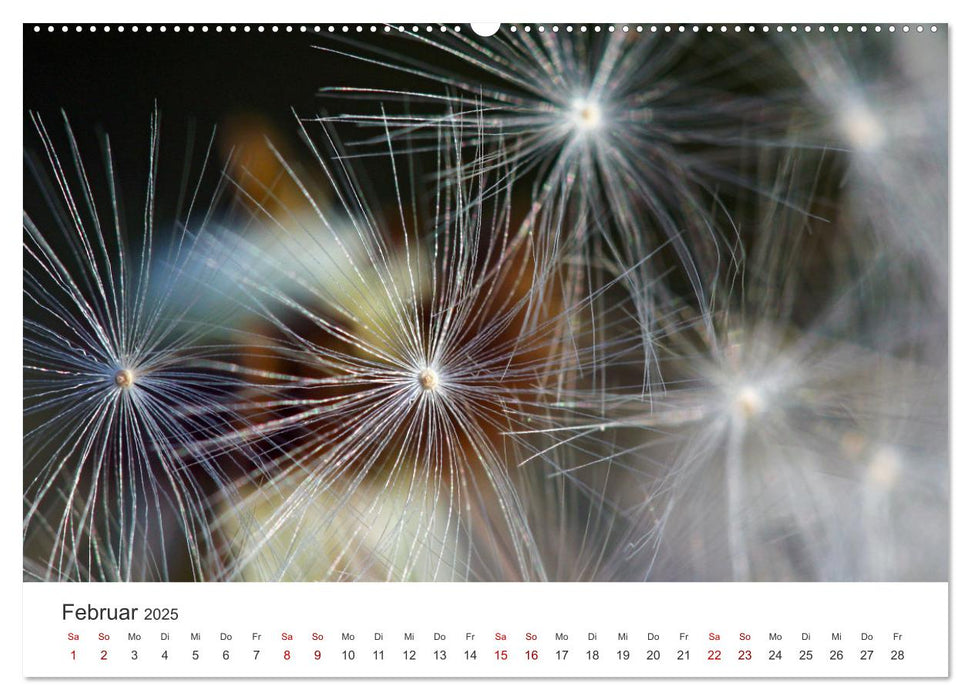 Pusteblumen Feuerwerk (CALVENDO Premium Wandkalender 2025)