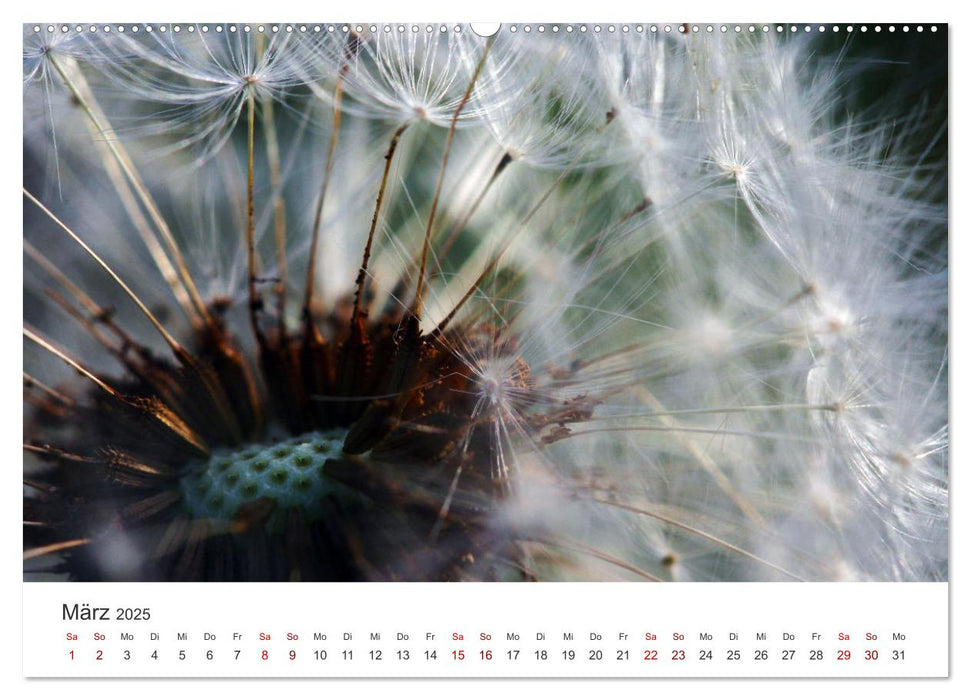 Pusteblumen Feuerwerk (CALVENDO Premium Wandkalender 2025)