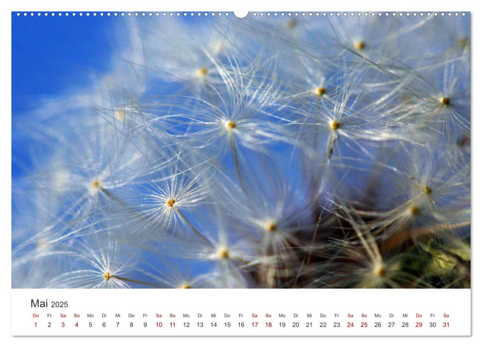 Pusteblumen Feuerwerk (CALVENDO Premium Wandkalender 2025)