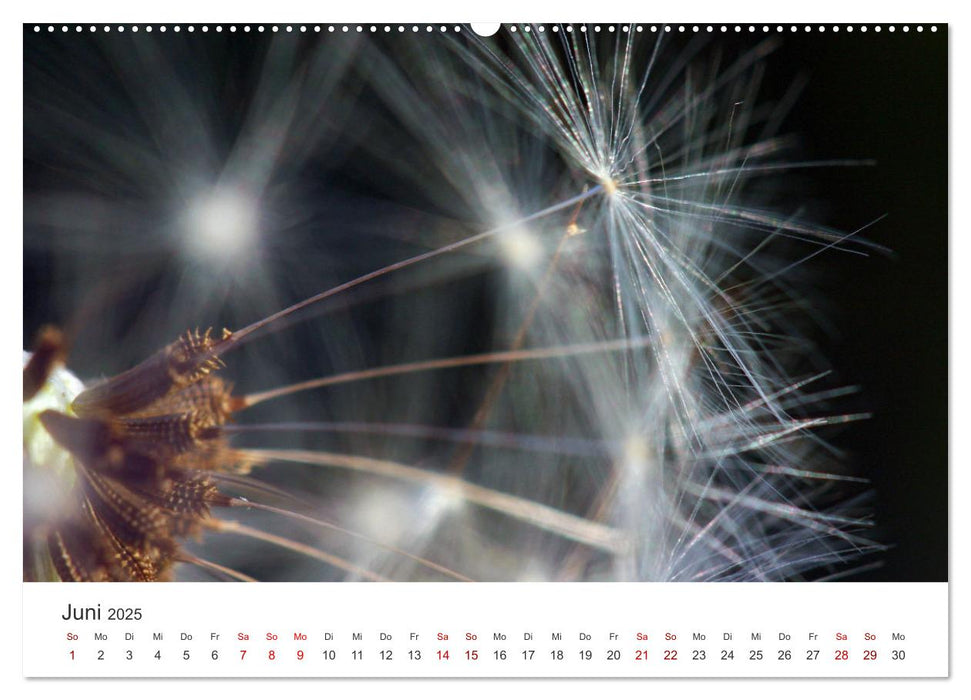 Pusteblumen Feuerwerk (CALVENDO Premium Wandkalender 2025)