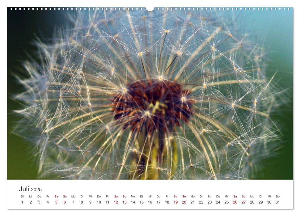 Pusteblumen Feuerwerk (CALVENDO Premium Wandkalender 2025)