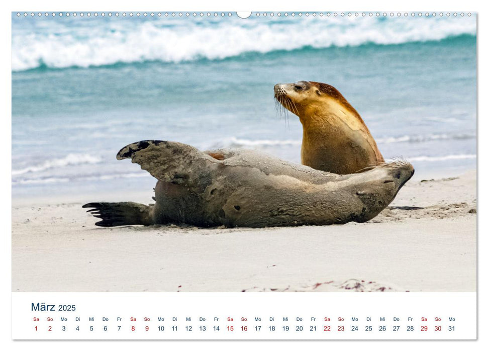 Australische Seelöwen (CALVENDO Premium Wandkalender 2025)