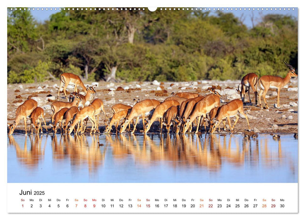 NAMIBIA • Lebensader Wasser (CALVENDO Premium Wandkalender 2025)