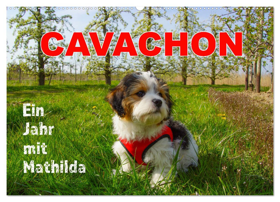 Ein Jahr mit Mathilda CAVACHON (CALVENDO Wandkalender 2025)