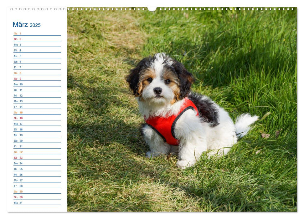 Ein Jahr mit Mathilda CAVACHON (CALVENDO Wandkalender 2025)