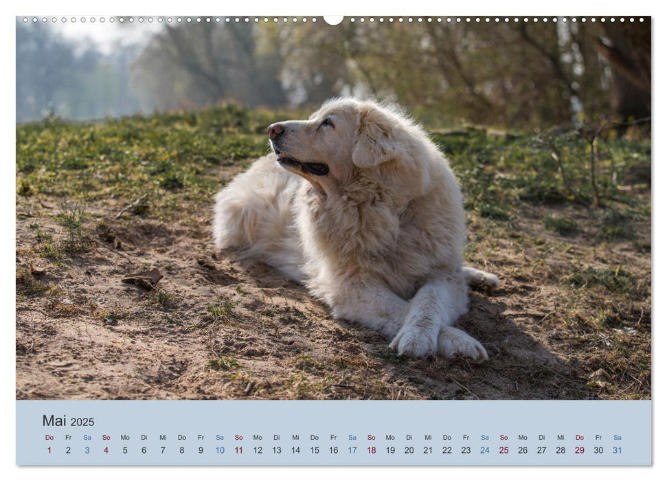 Kaukasischer Owtscharka (CALVENDO Premium Wandkalender 2025)