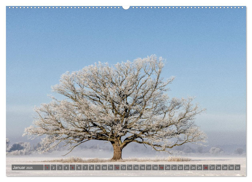 Naturlandschaft Elbe - Im Wechsel der Jahreszeiten (CALVENDO Wandkalender 2025)