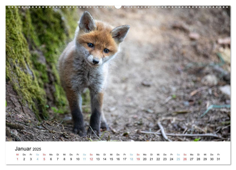 Rotfuchswelpen (CALVENDO Premium Wandkalender 2025)