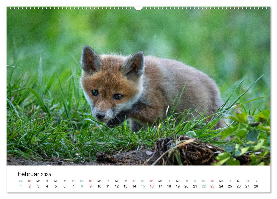 Rotfuchswelpen (CALVENDO Premium Wandkalender 2025)