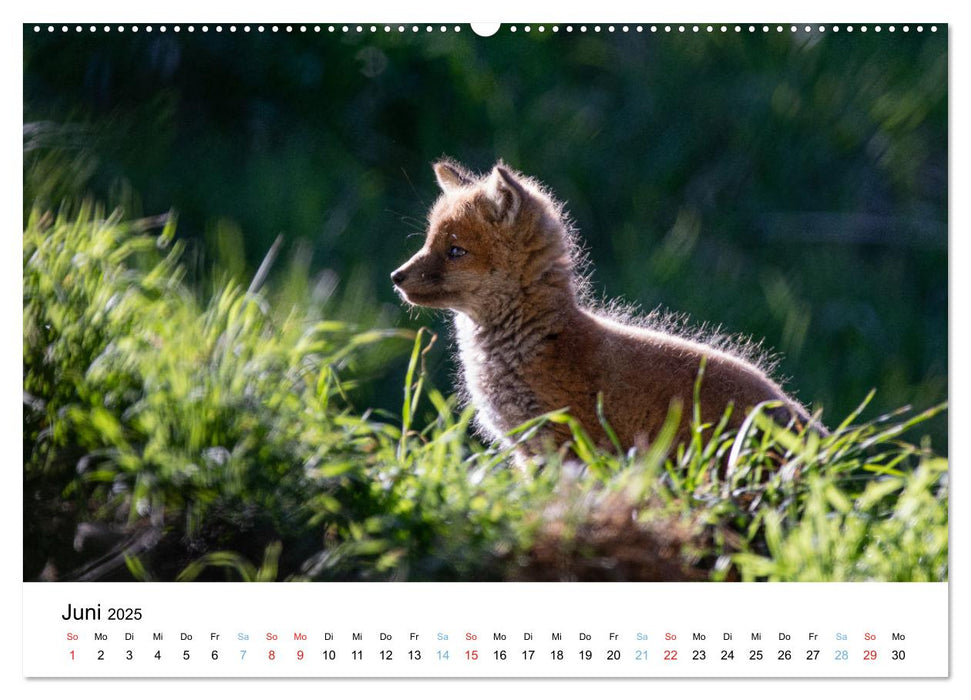 Rotfuchswelpen (CALVENDO Premium Wandkalender 2025)