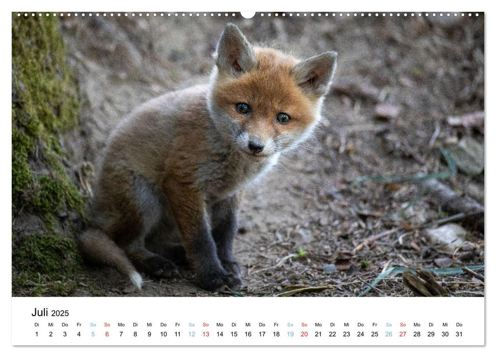 Rotfuchswelpen (CALVENDO Premium Wandkalender 2025)