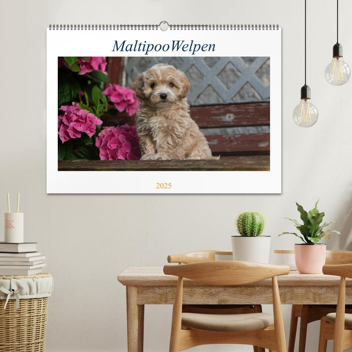 Maltipoo Welpen (CALVENDO Wandkalender 2025)