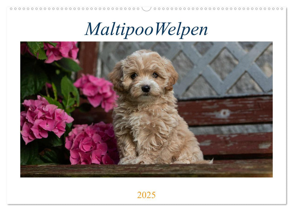 Maltipoo Welpen (CALVENDO Wandkalender 2025)