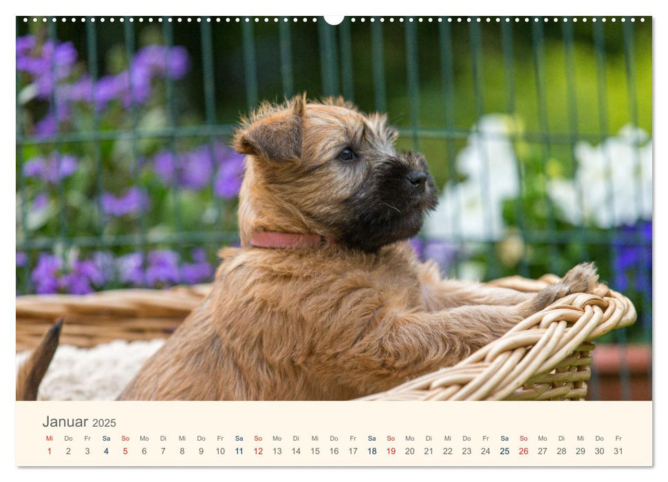 IRISH SOFT COATED WHEATEN TERRIER WELPEN 2025 (CALVENDO Premium Wandkalender 2025)