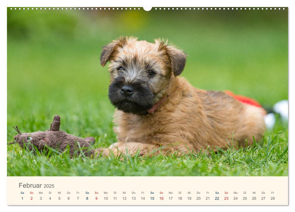 IRISH SOFT COATED WHEATEN TERRIER WELPEN 2025 (CALVENDO Premium Wandkalender 2025)