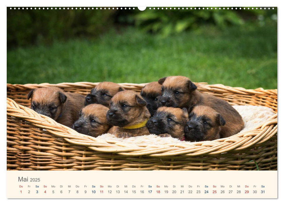 IRISH SOFT COATED WHEATEN TERRIER WELPEN 2025 (CALVENDO Premium Wandkalender 2025)