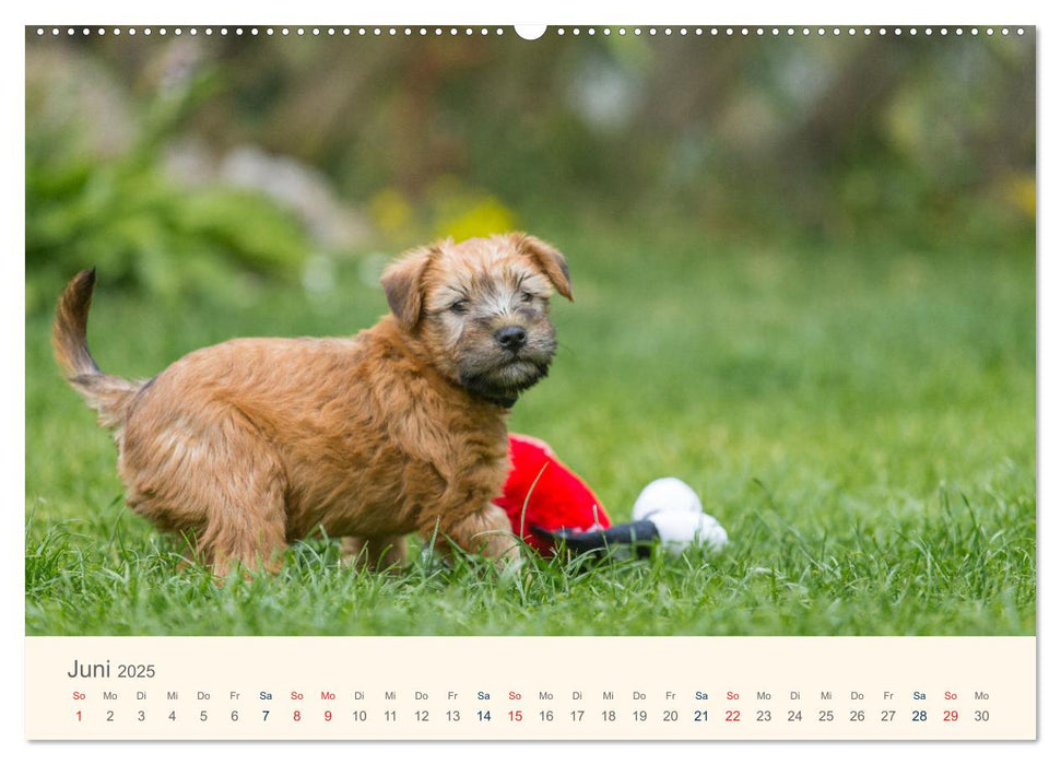 IRISH SOFT COATED WHEATEN TERRIER WELPEN 2025 (CALVENDO Premium Wandkalender 2025)